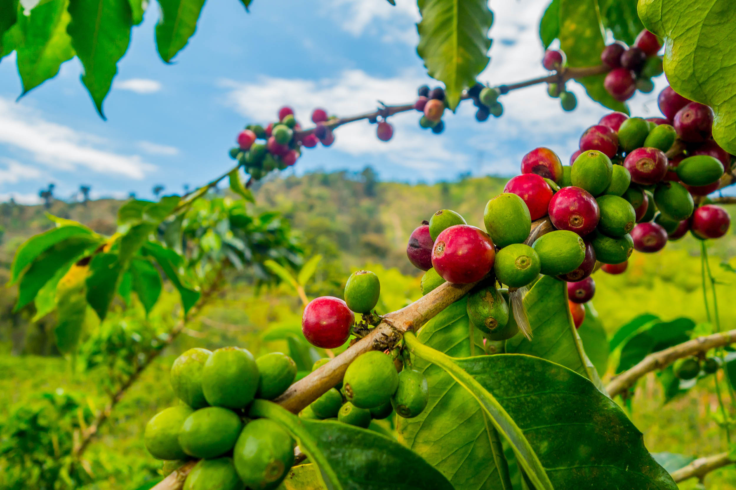 Luxurious coffee experience
