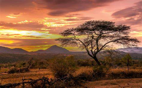 Ethiopian Coffee Region